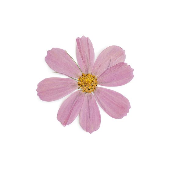 Giselle González Camacho